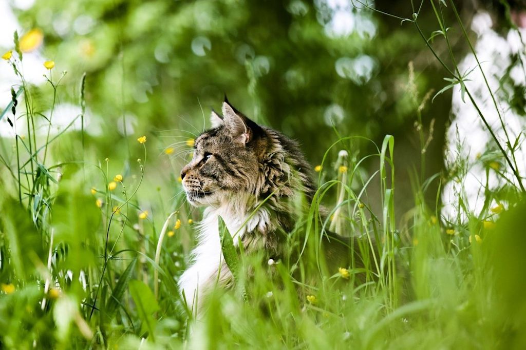 chat dans un jardin