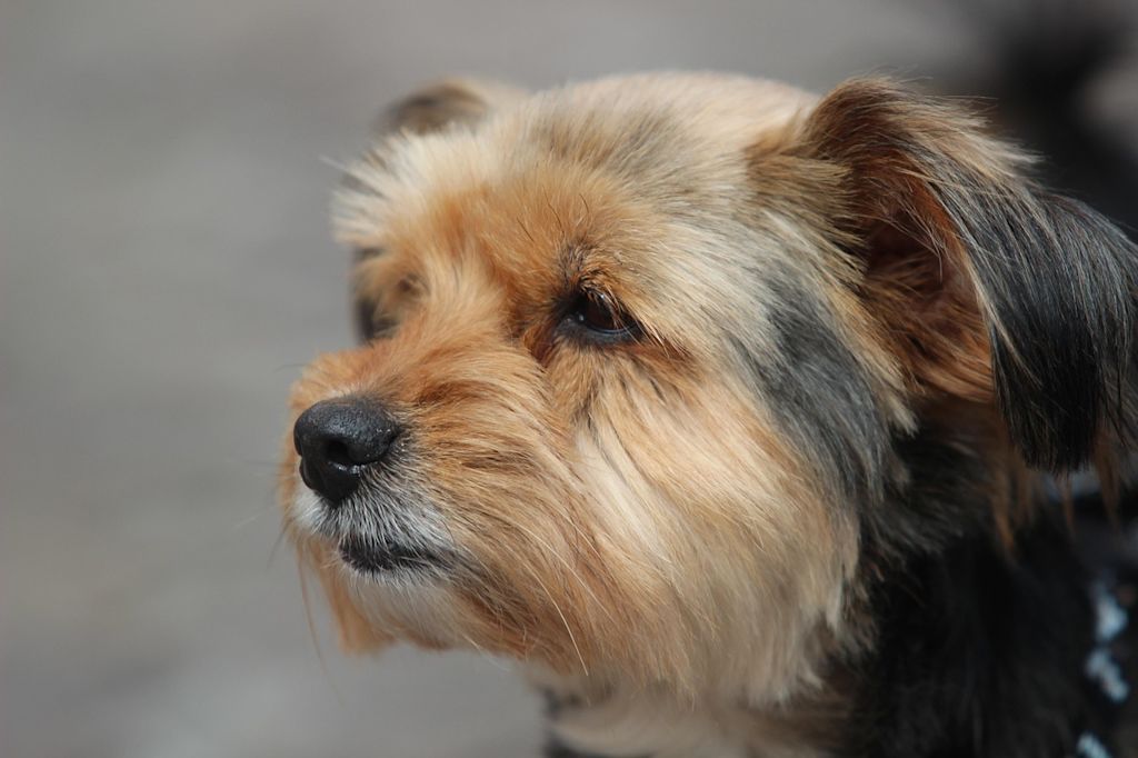 yorkshire terrier