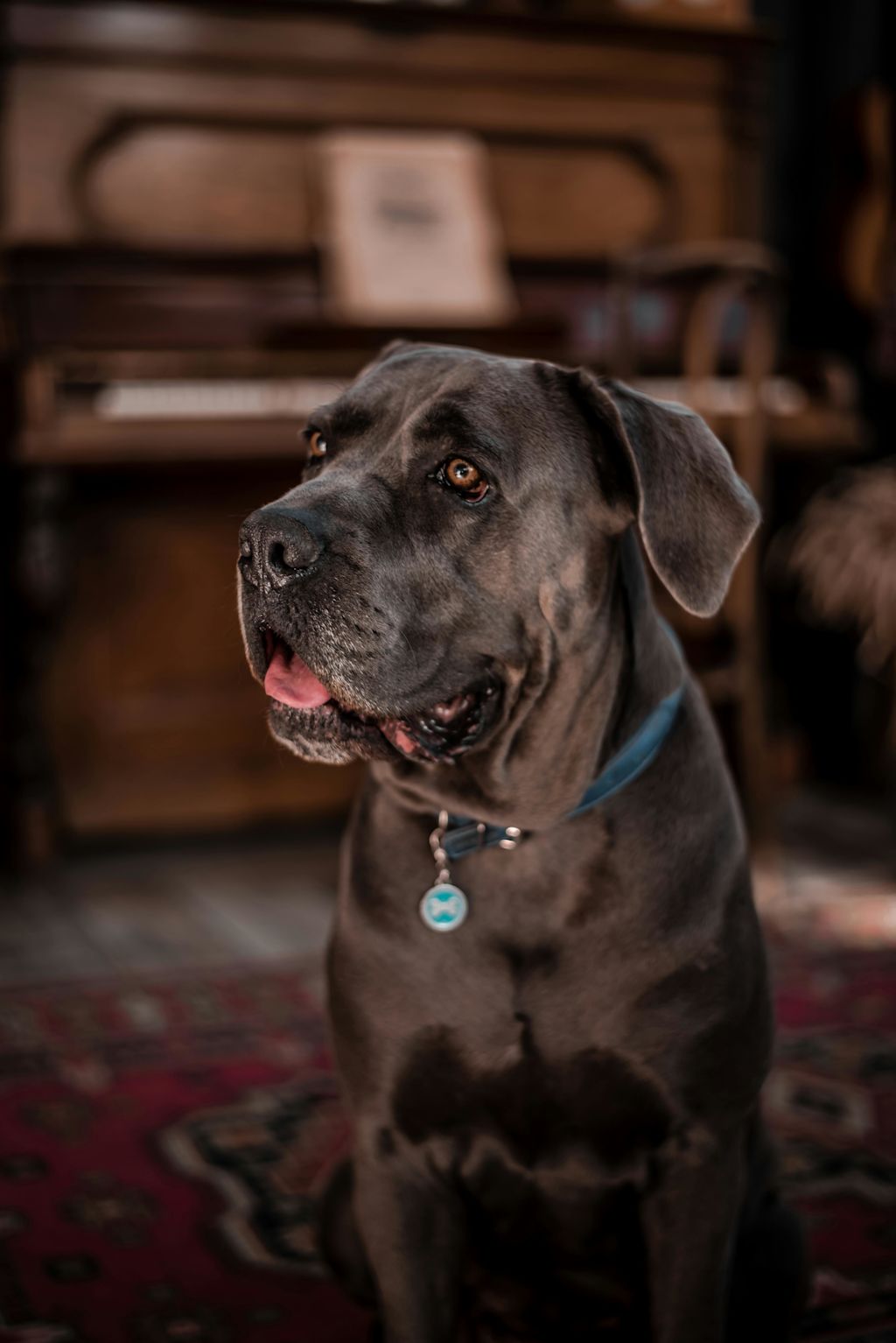 Cane Corso vu de l'intérieur