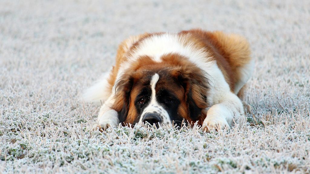 Jeune St-Bernard