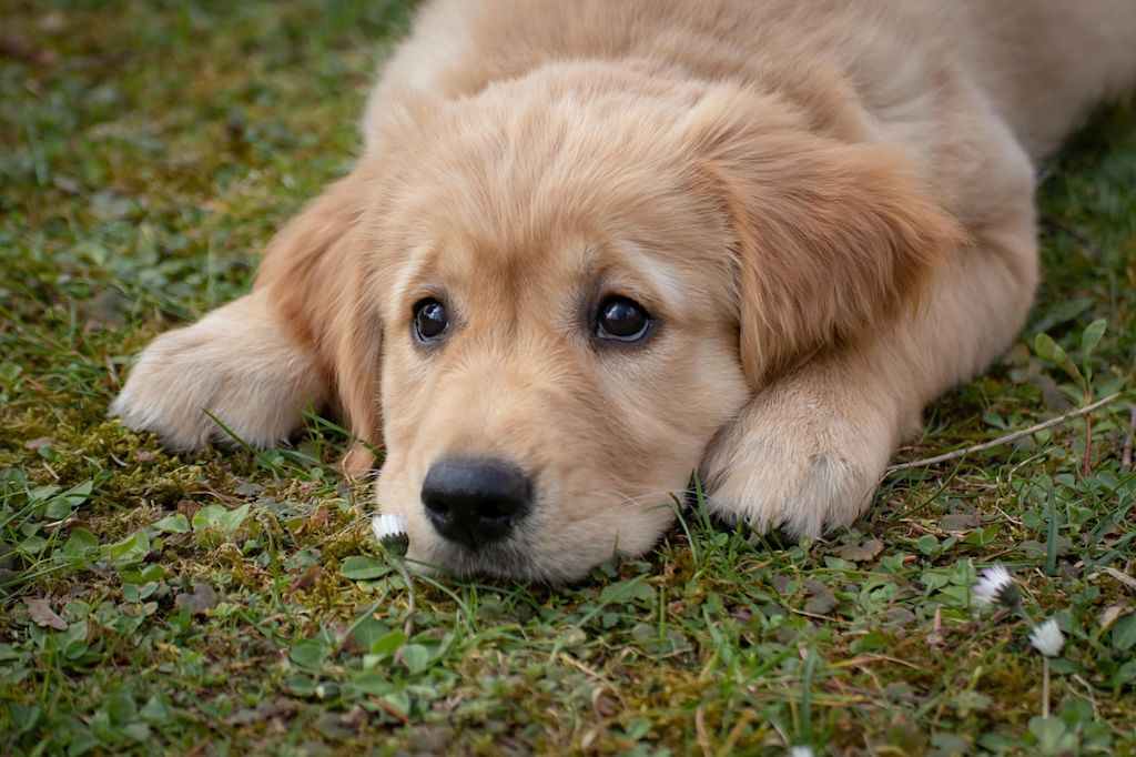 chiot golden retriever herpesvirose