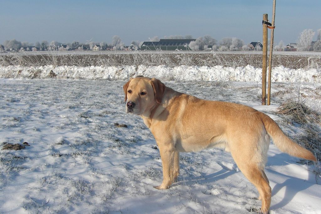 meningite chien labrador neige