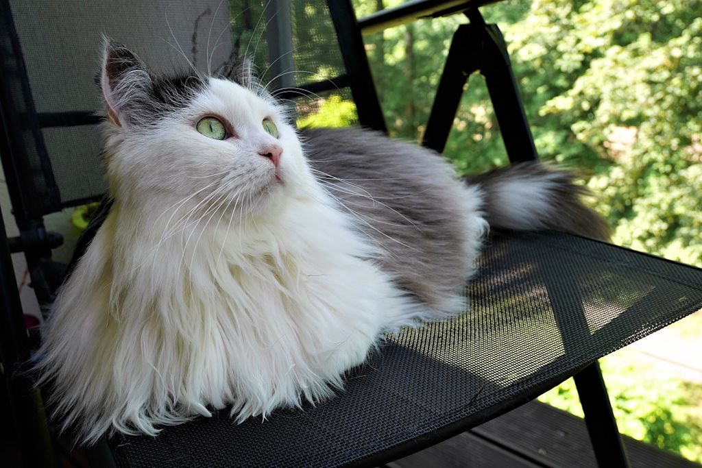 chat siberien sur une chaise