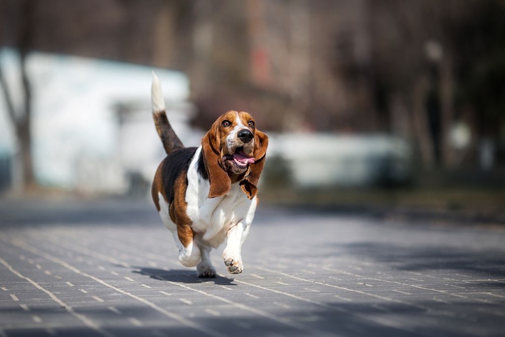 Basset Hound rent vrolijk over stoep