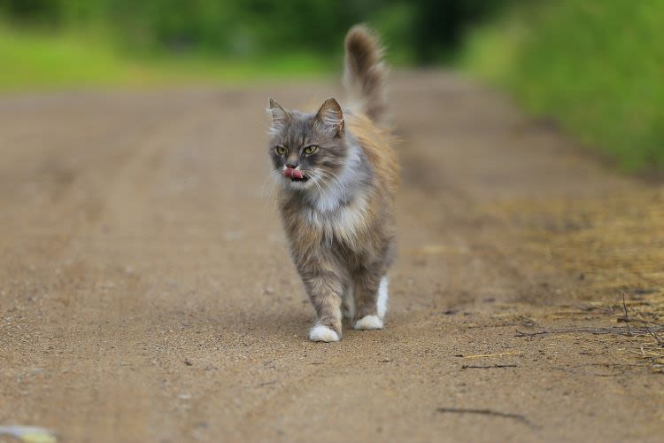 chat qui marche