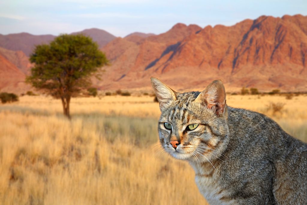 chat sauvage africain