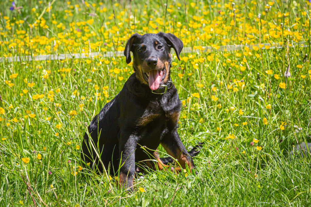 chien beauceron.