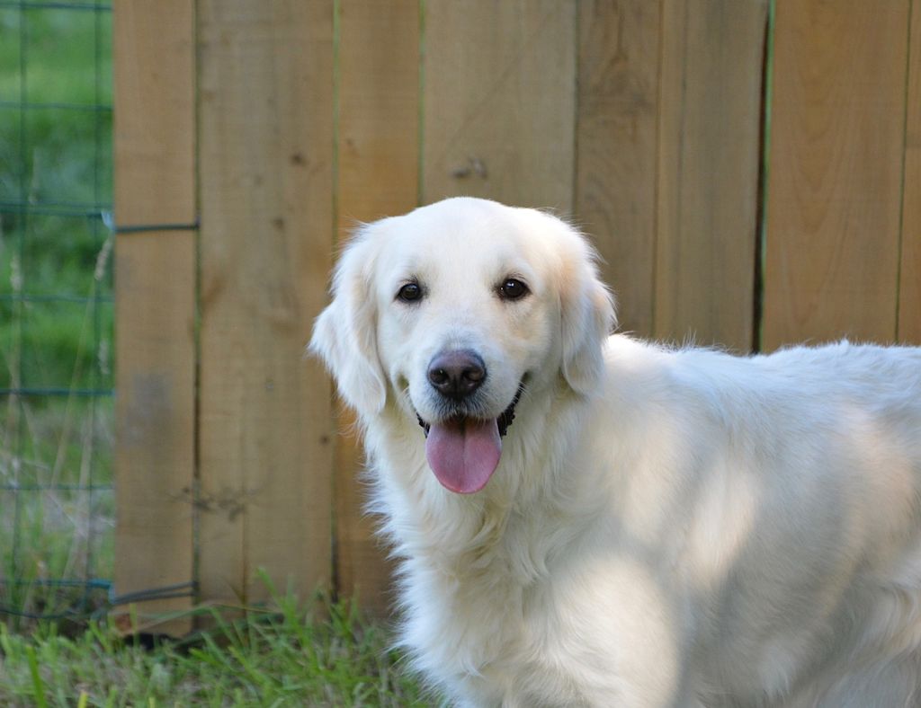 chienne golden retriever