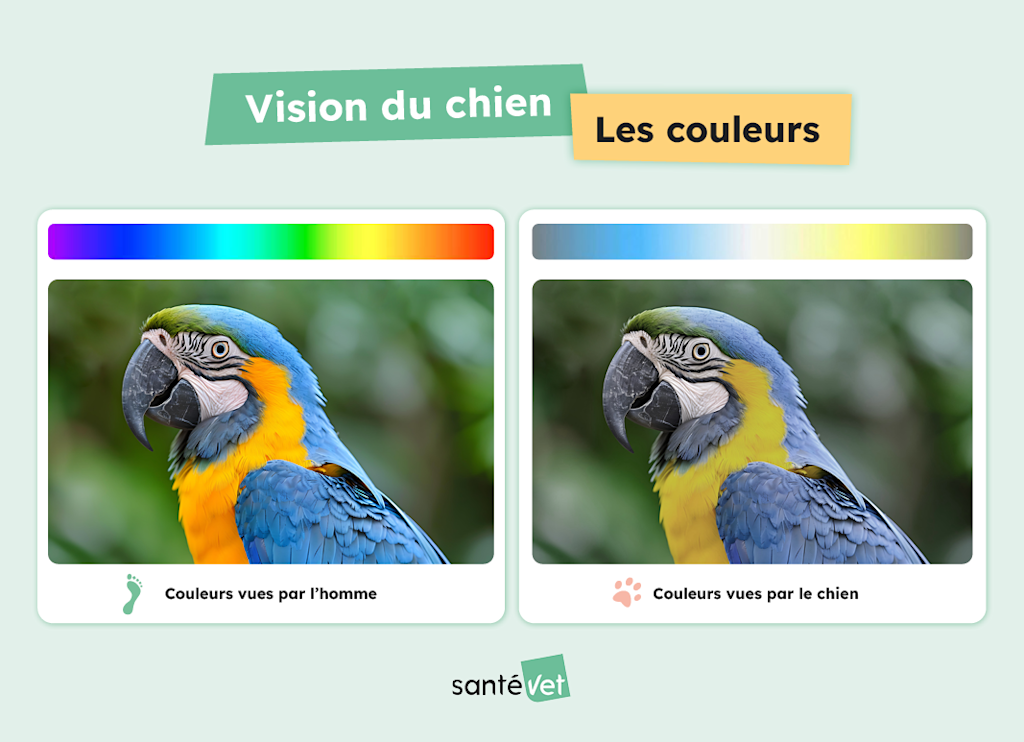 Comment voit un chien
