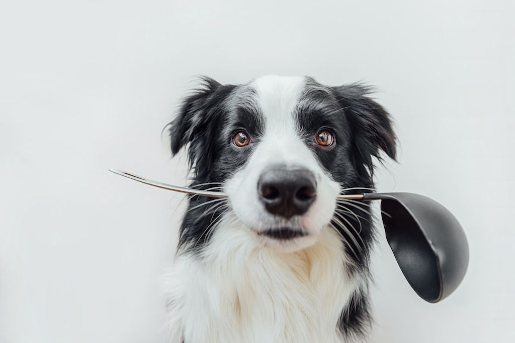 Border Collie avec un objet