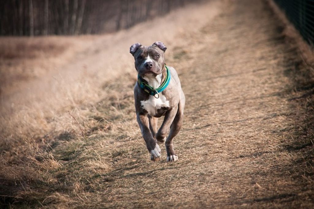 amstaff gris