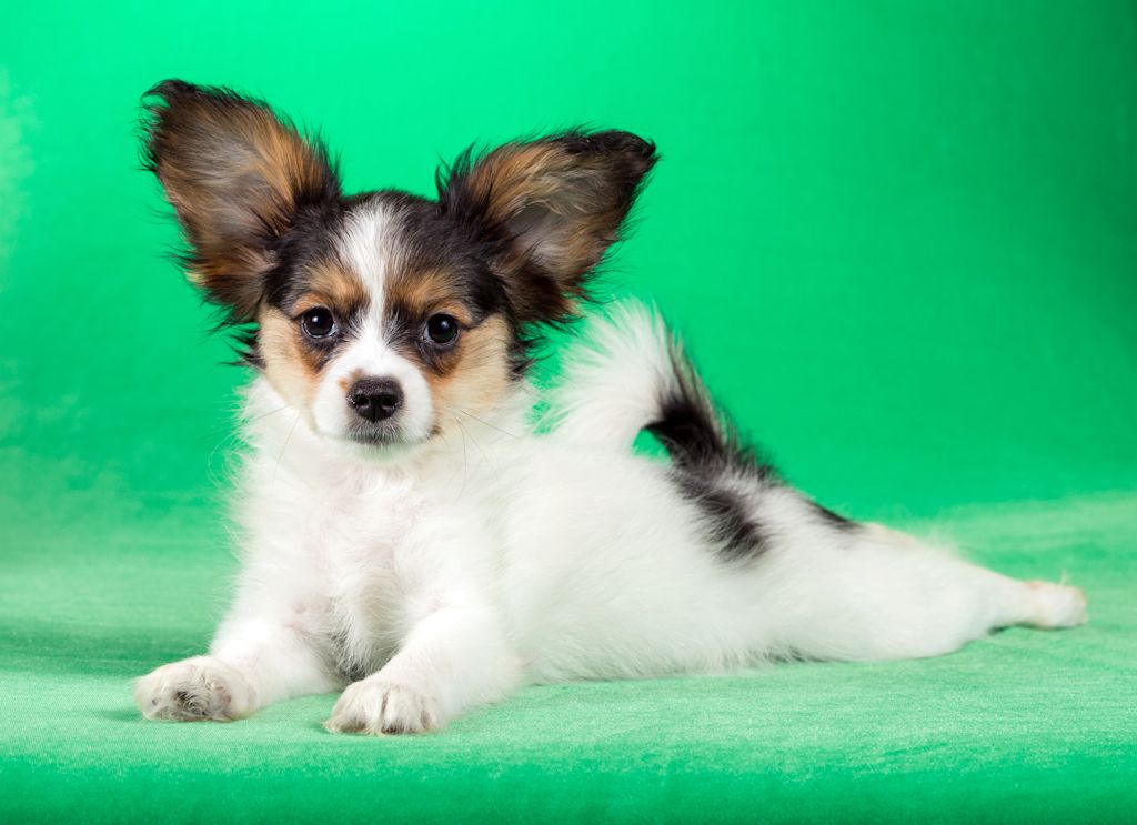 chiot epagneul papillon