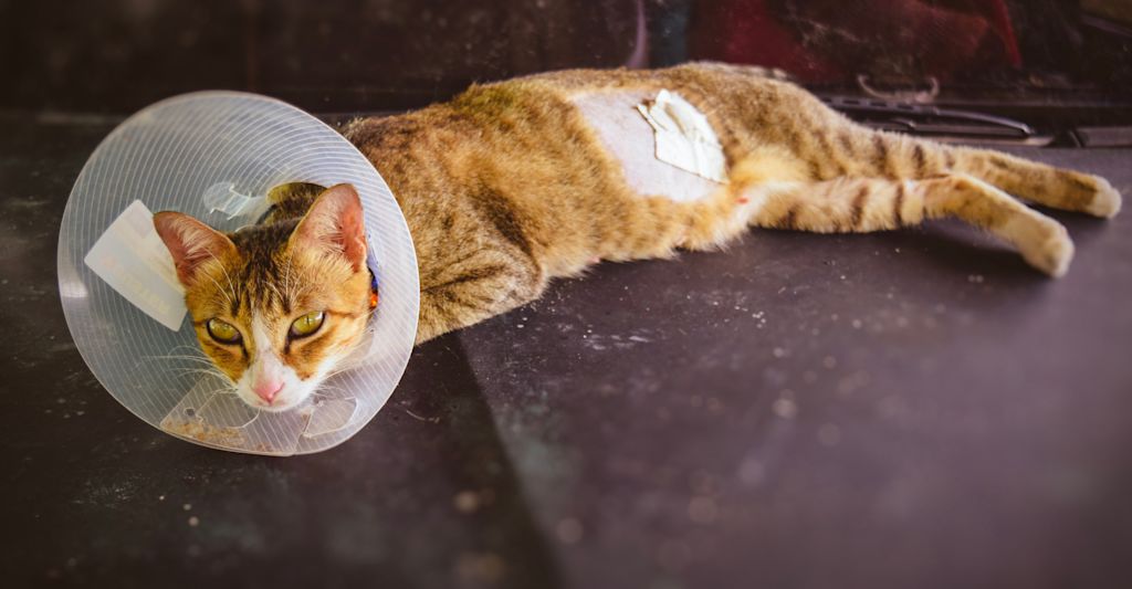 chat opere qui porte une collerette