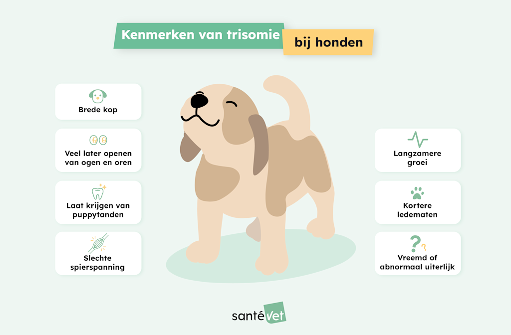 SVBE Infographie-Chien-Trisomie