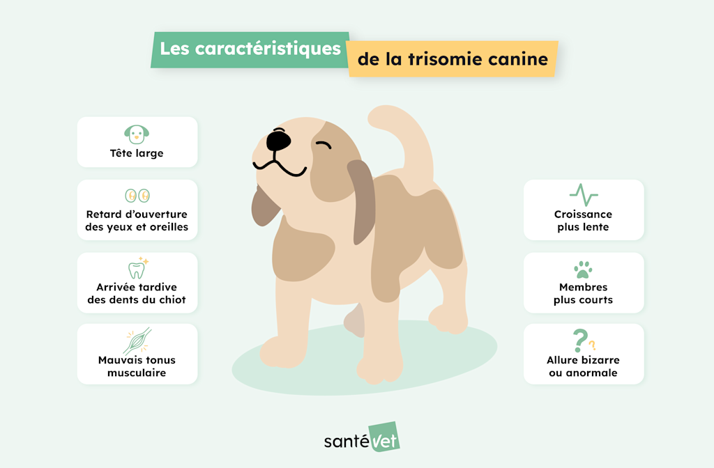 chien trisomique