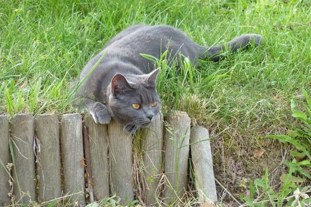 Chartreux