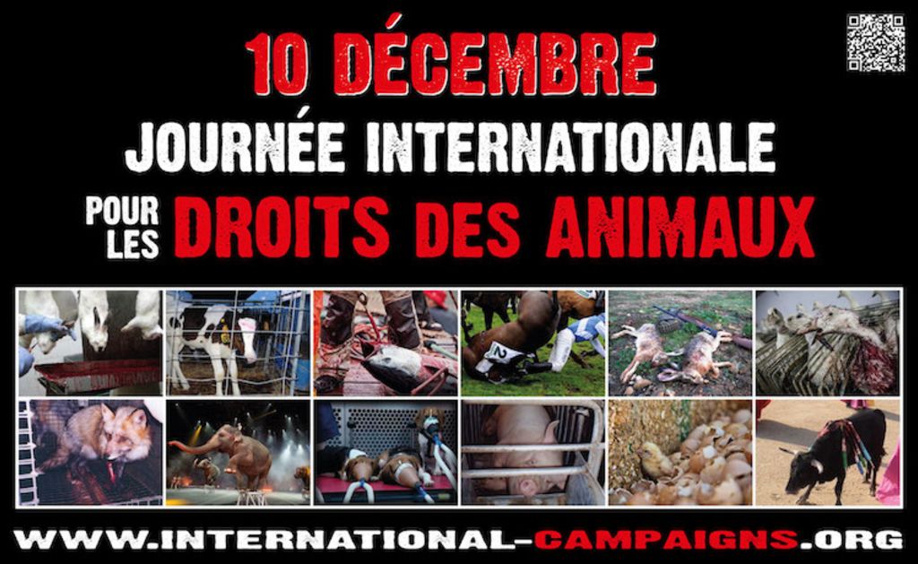 journee_internationale_des_droits_des_animaux