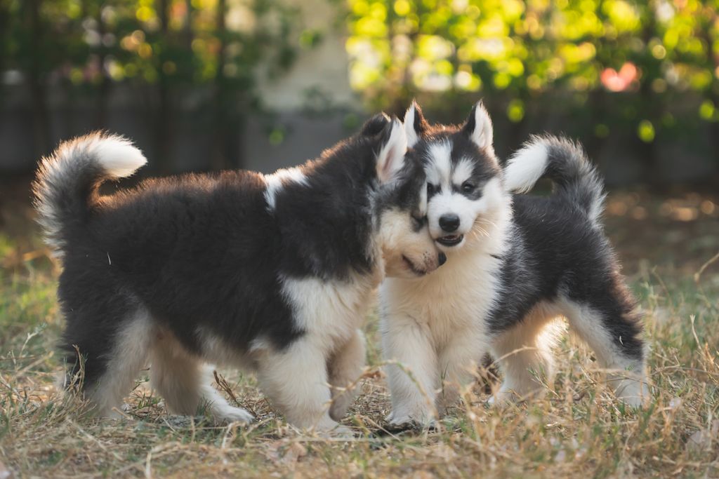 chiots de race husky