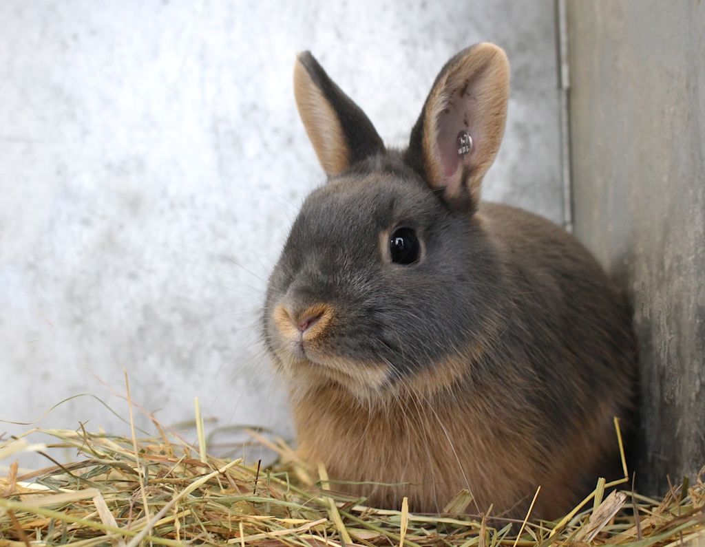 LAPIN4