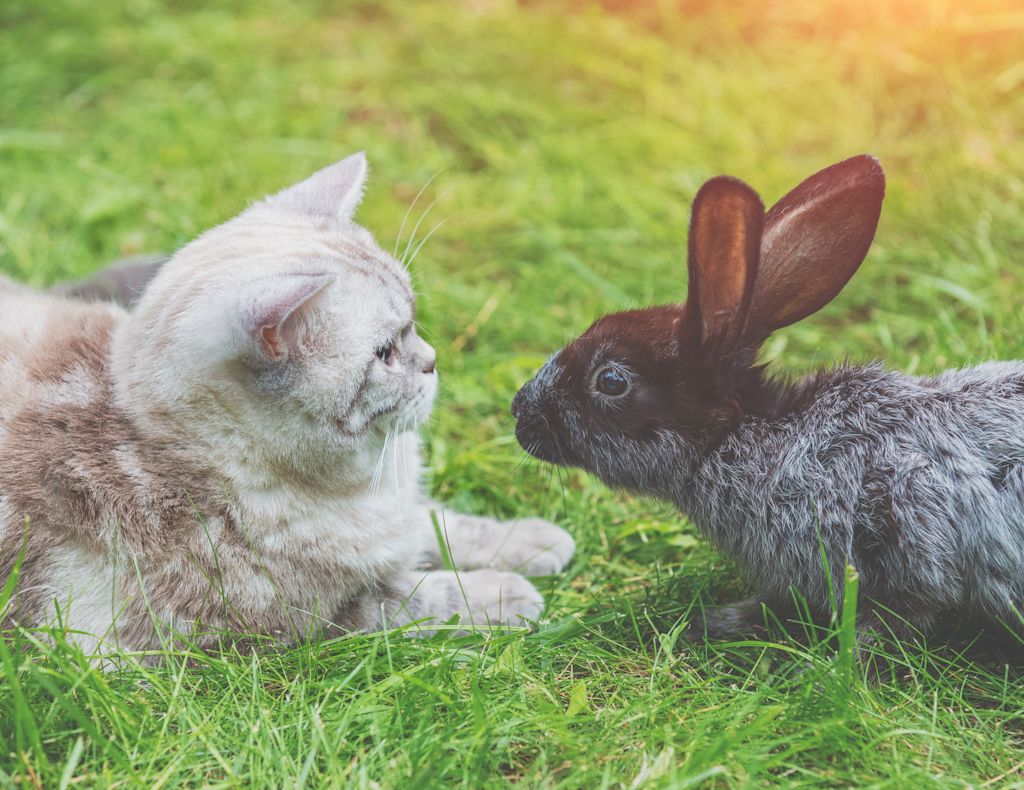 chat et lapin ensemble