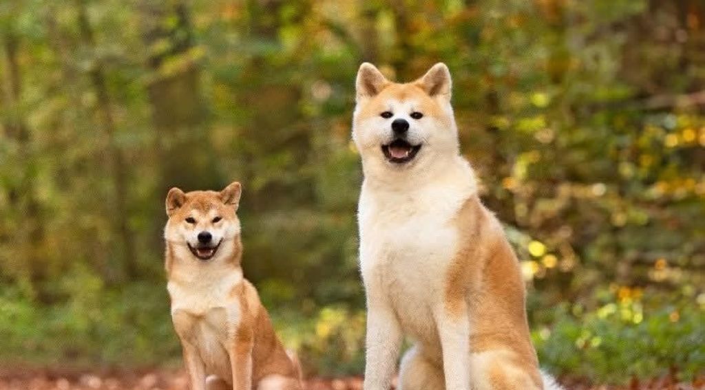 Akita et Shiba