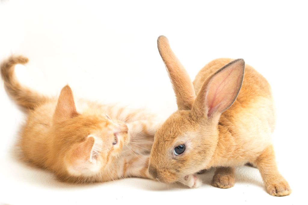 chaton et lapin
