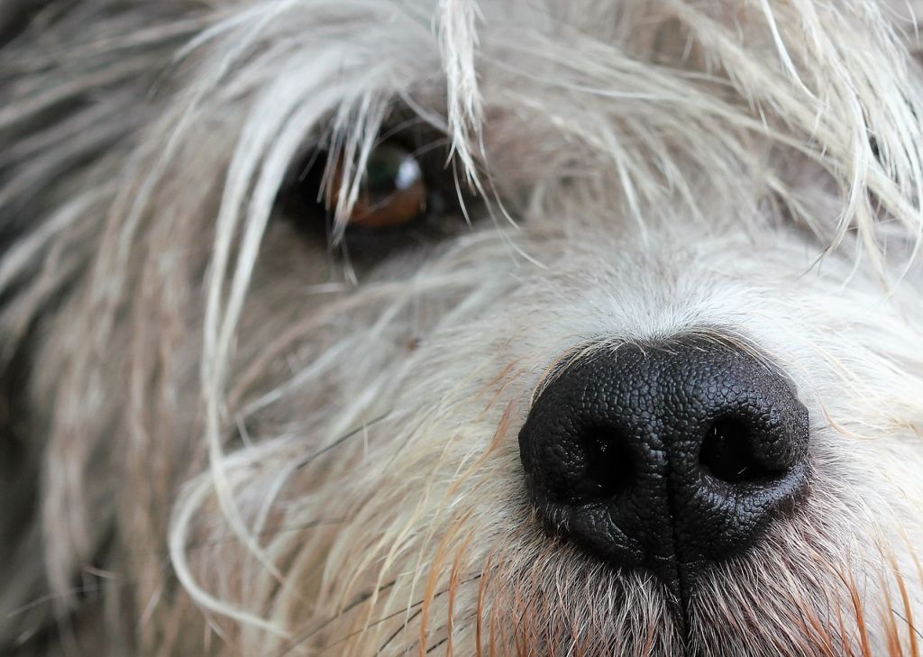 uvéite chien 4