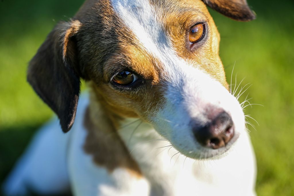 Portrait de Jack Russell