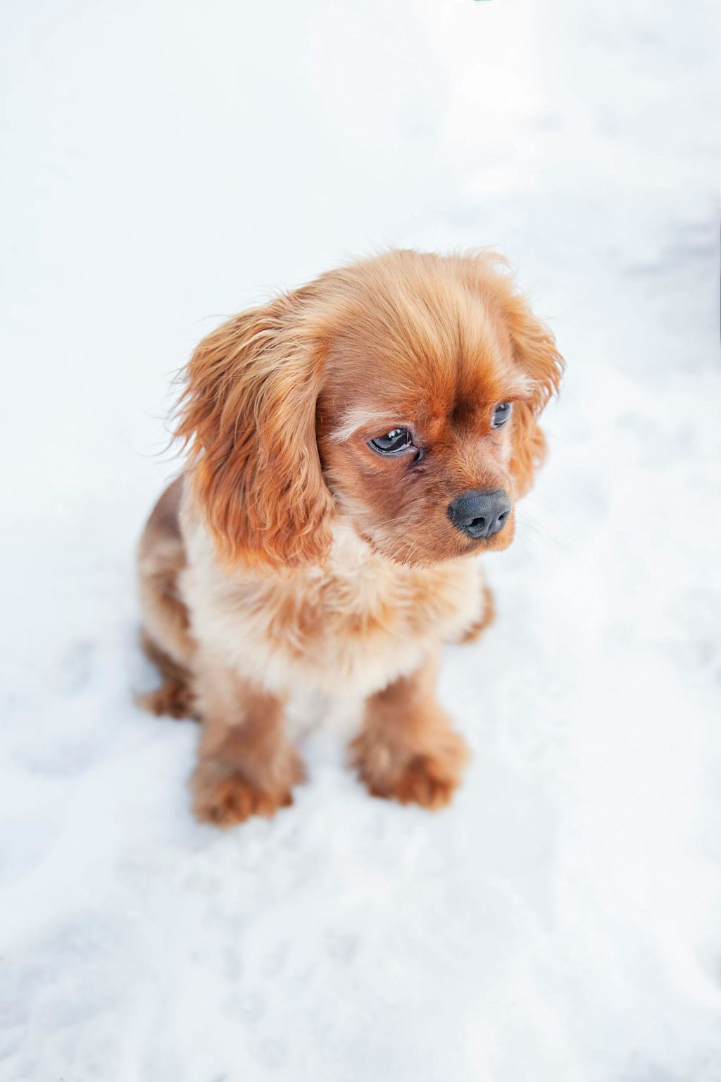Cavalier King Charles vu d'en haut