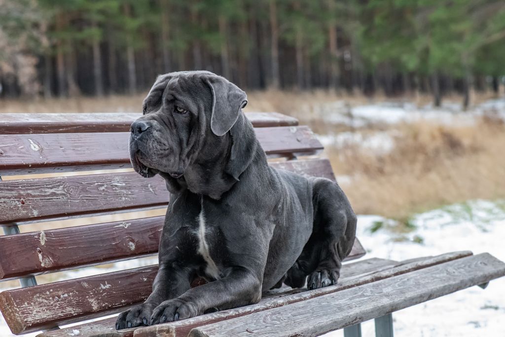 cane corso