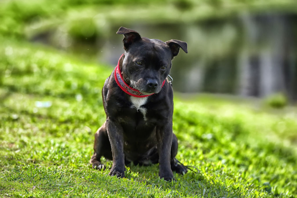 staffie assis