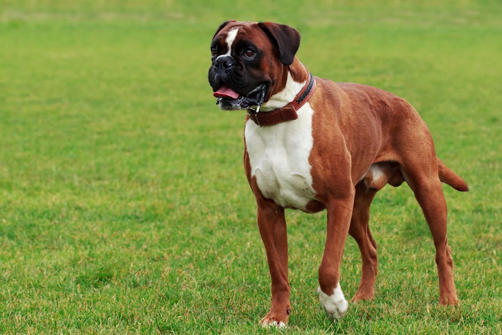 boxer marron