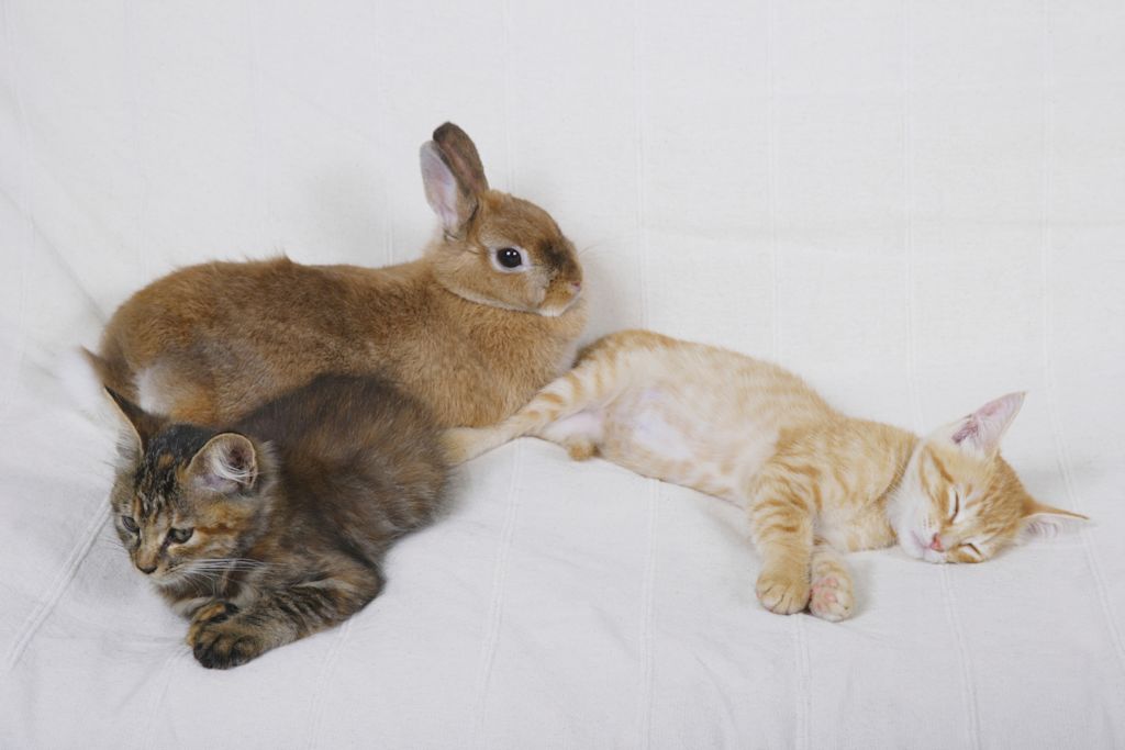 moment entre chats et lapin