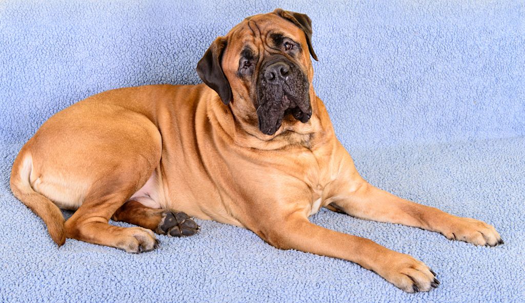 joli bullmastiff