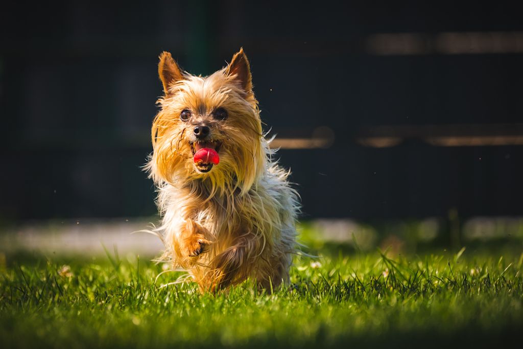 yorkshire terrier