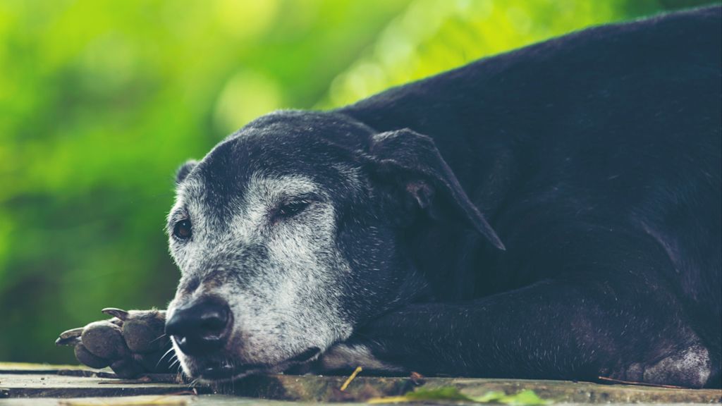 chien senior noir et blanc