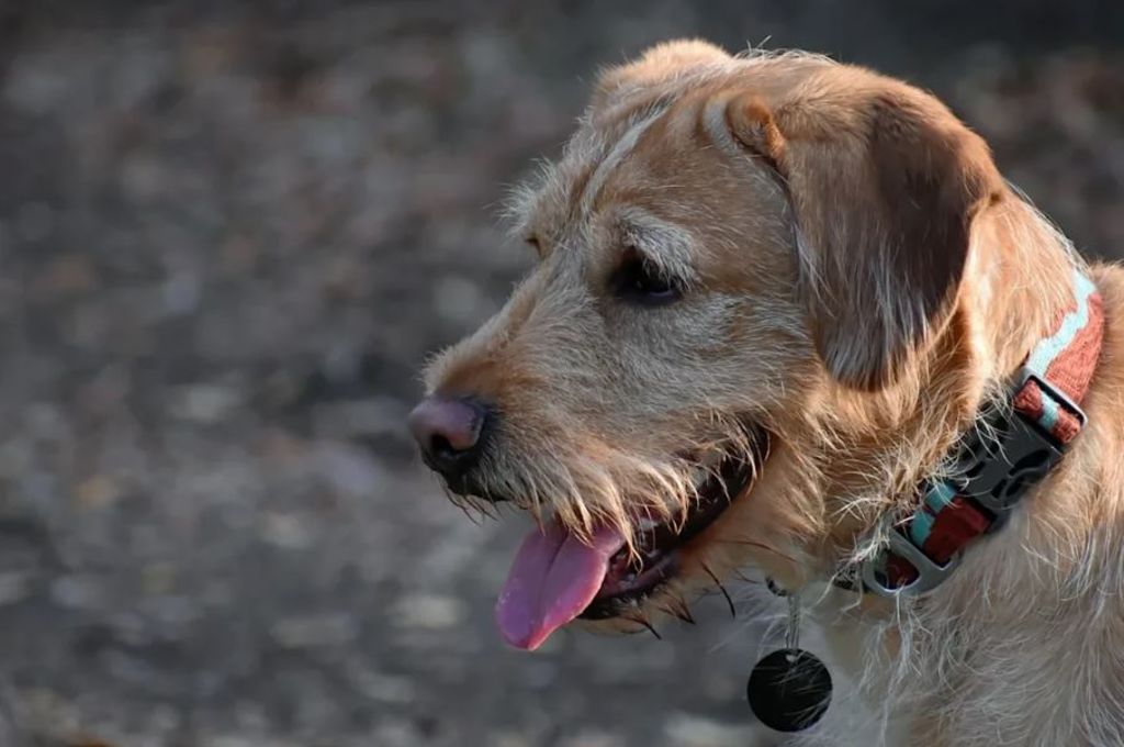 Hund draußen