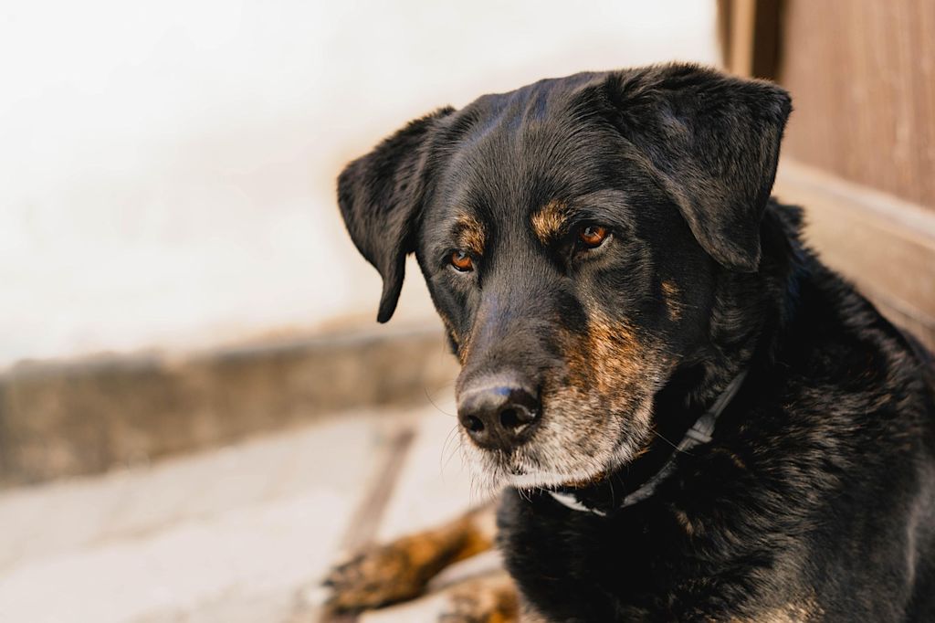 chien croisé beauceron