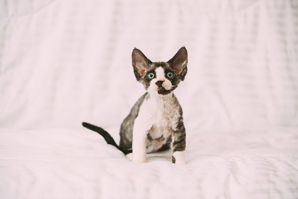 Devon Rex