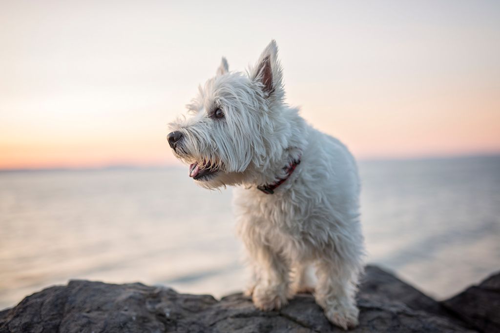 westie plage eczema