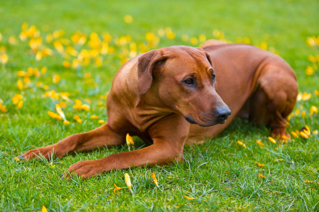 Rhodesian Ridgeback allonge