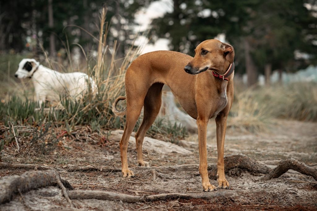 Windhunde sind für ihre Schnelligkeit bekannt