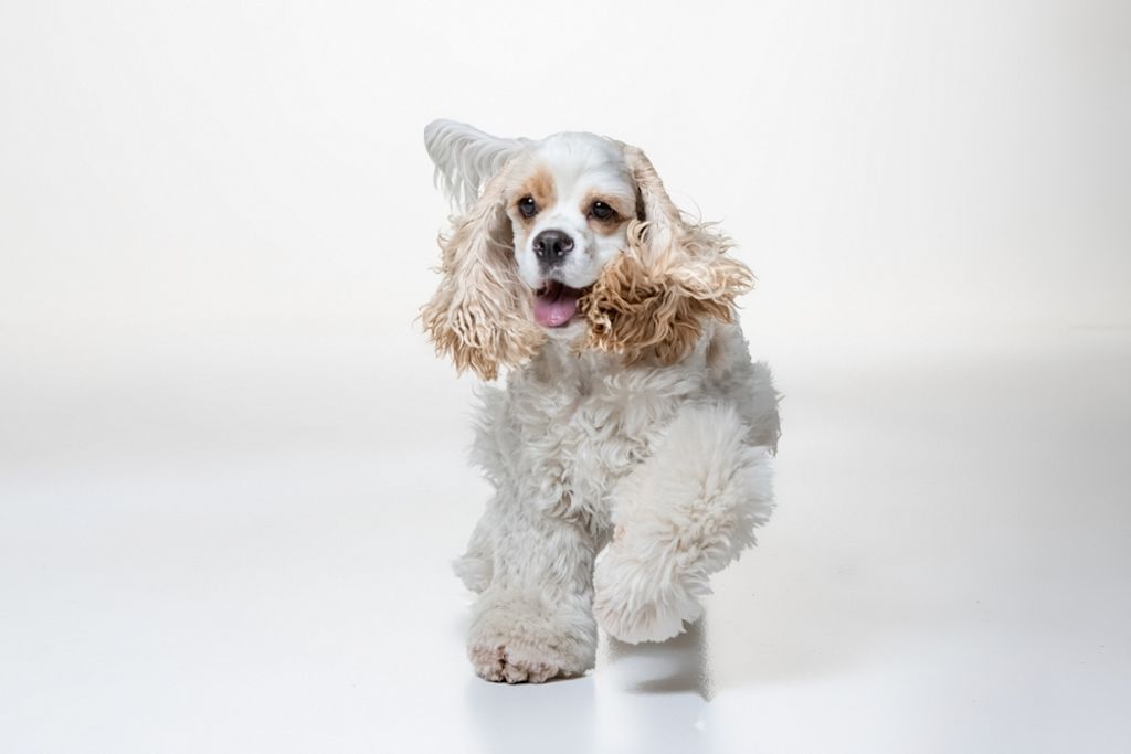 Amerikaanse Cocker Spaniel loopt vrolijk in studio