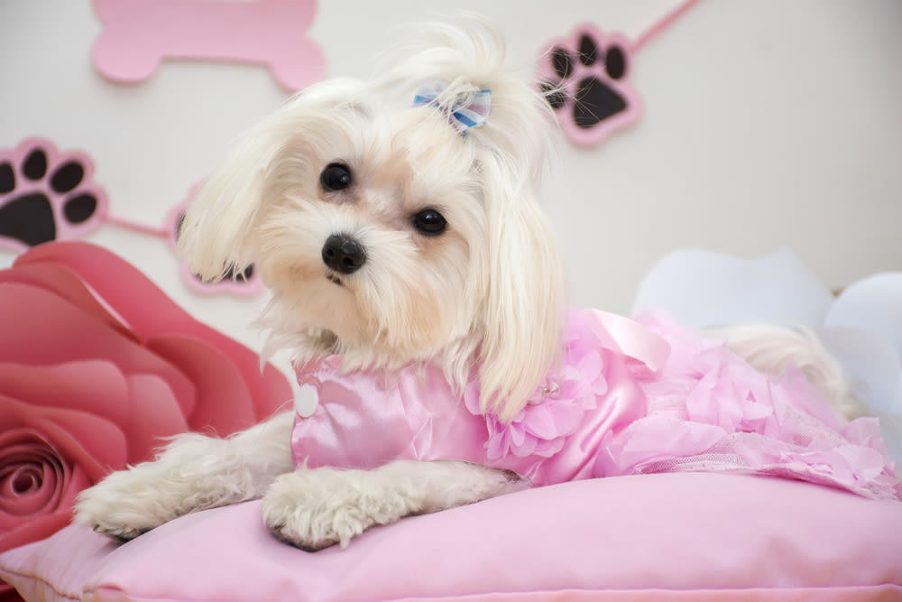 Bichon Maltais met rode strik buiten