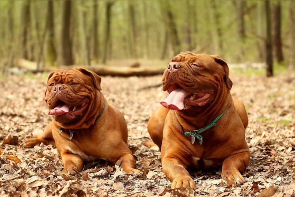 Dogue de Bordeaux