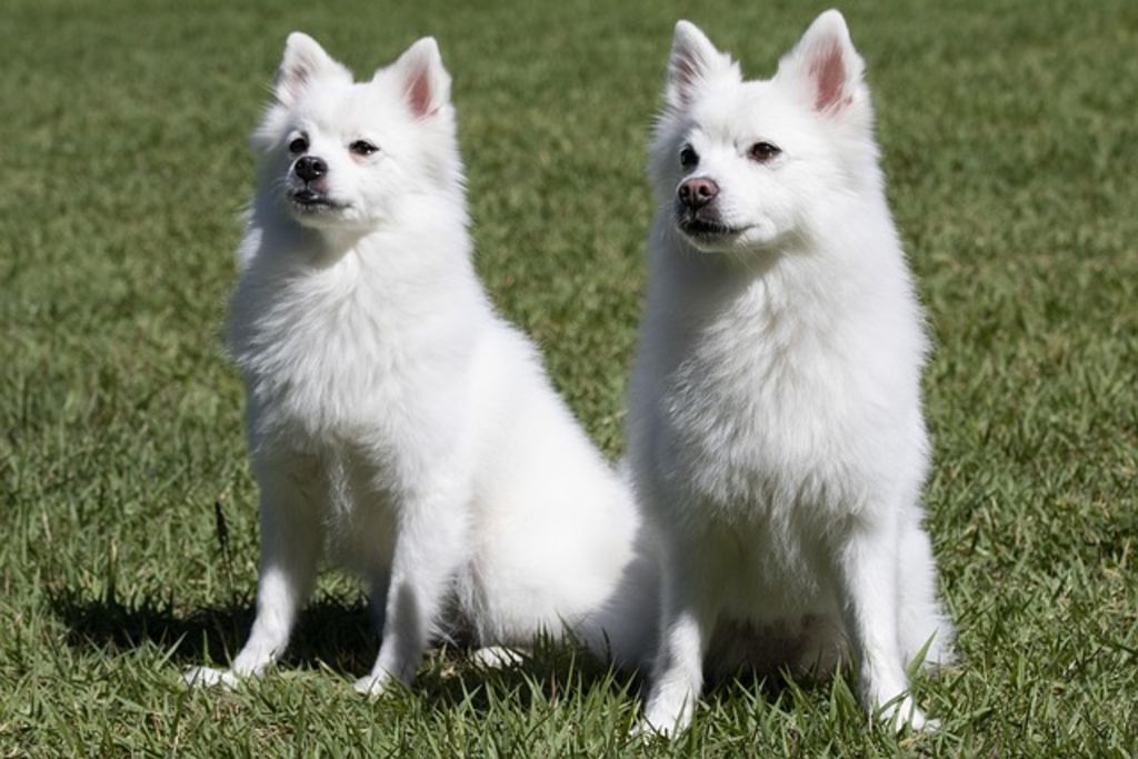spitz blanc