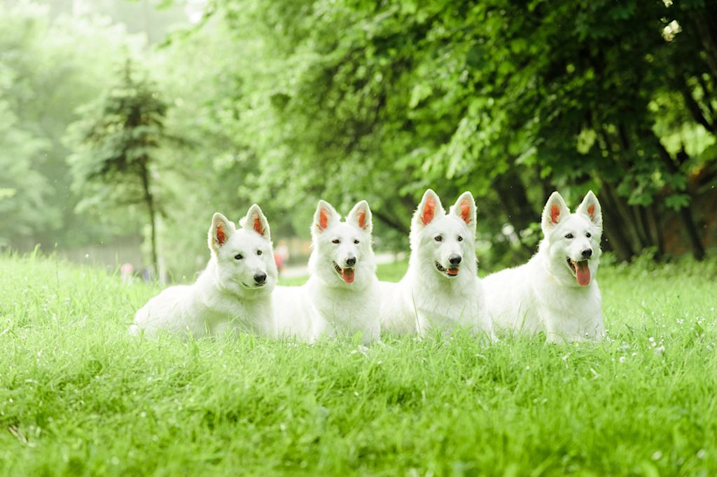groupe de chiens de berger suisse blanc