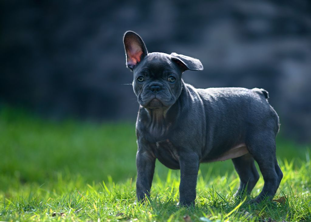 Bouledogue Français bleu