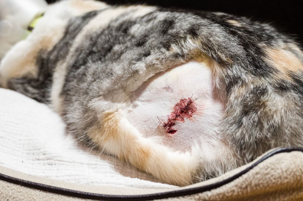 Plaie chez le chat
