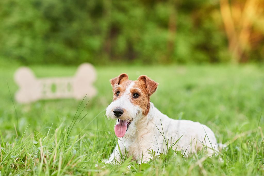 fox terrier a poil dur